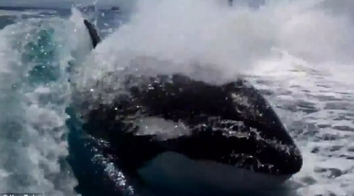 Douăzeci şi şapte de balene au eşuat pe o plajă din nordul Mexicului