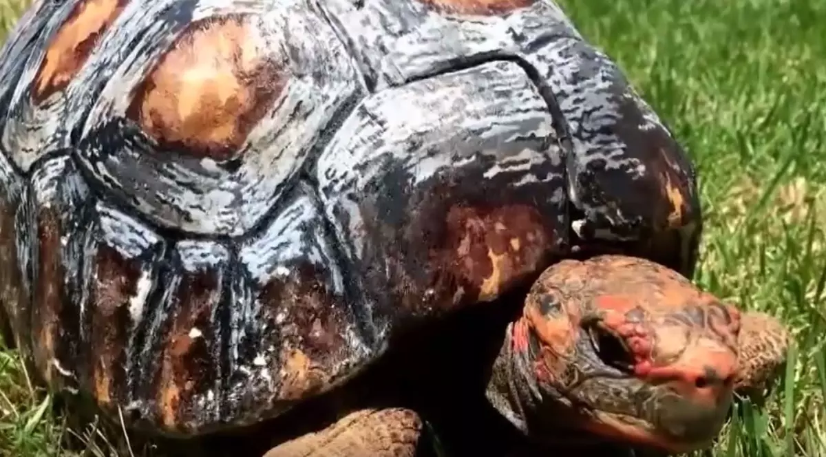 O broasca testoasă a primit carapace realizată la imprimantă 3D | VIDEO