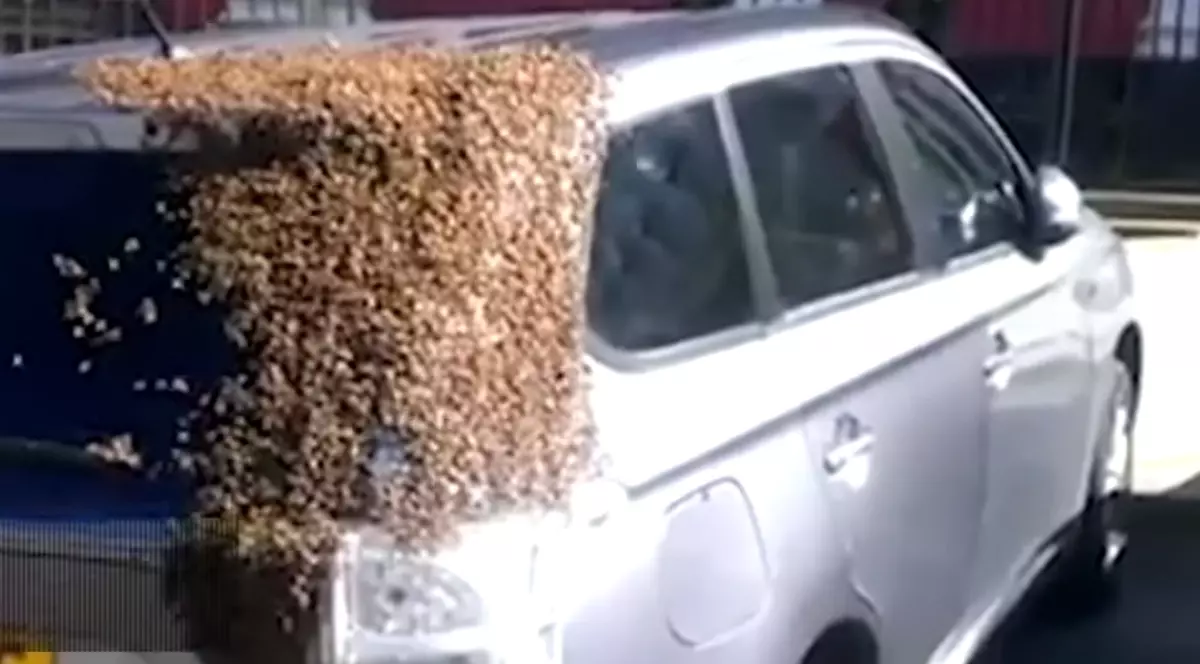 Loiale reginei: 20.000 de albine au urmărit o mașină timp de două zile | VIDEO