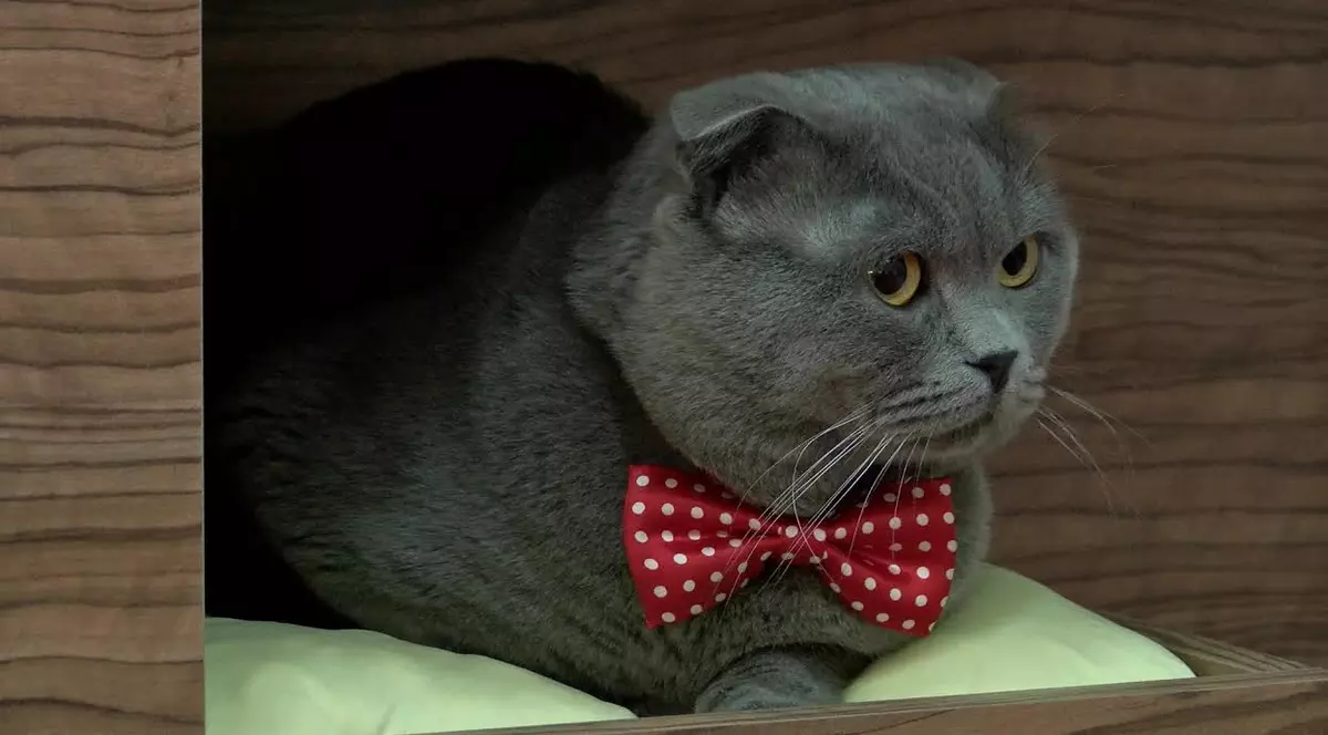 Motanul Bossulică își caută job la târgul pentru animale!