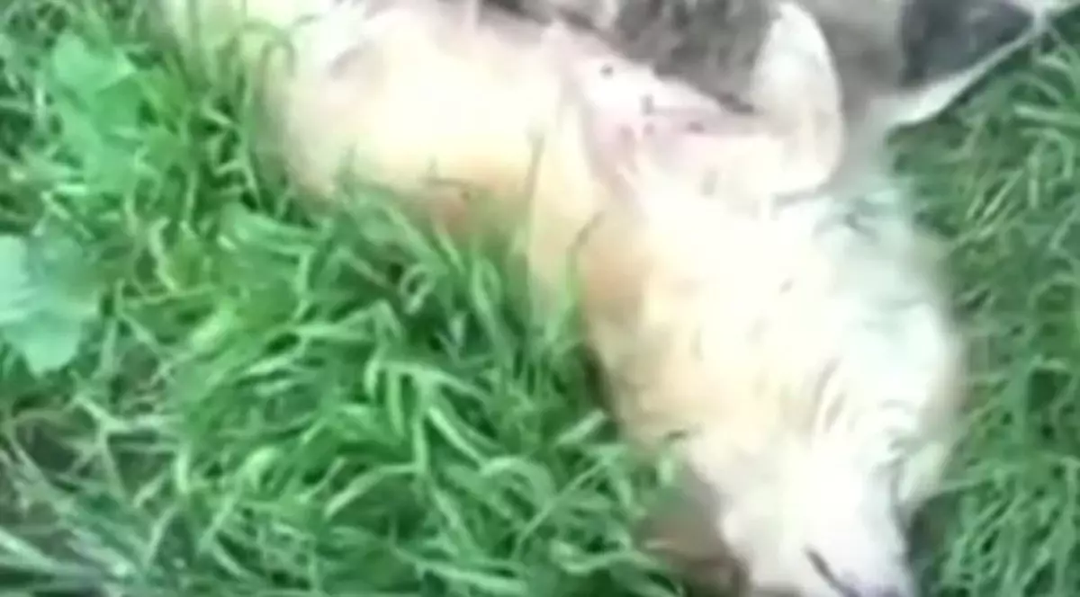 Un bărbat din Rovinari, cercetat penal după ce a bătut cu sălbaticie un câine | VIDEO