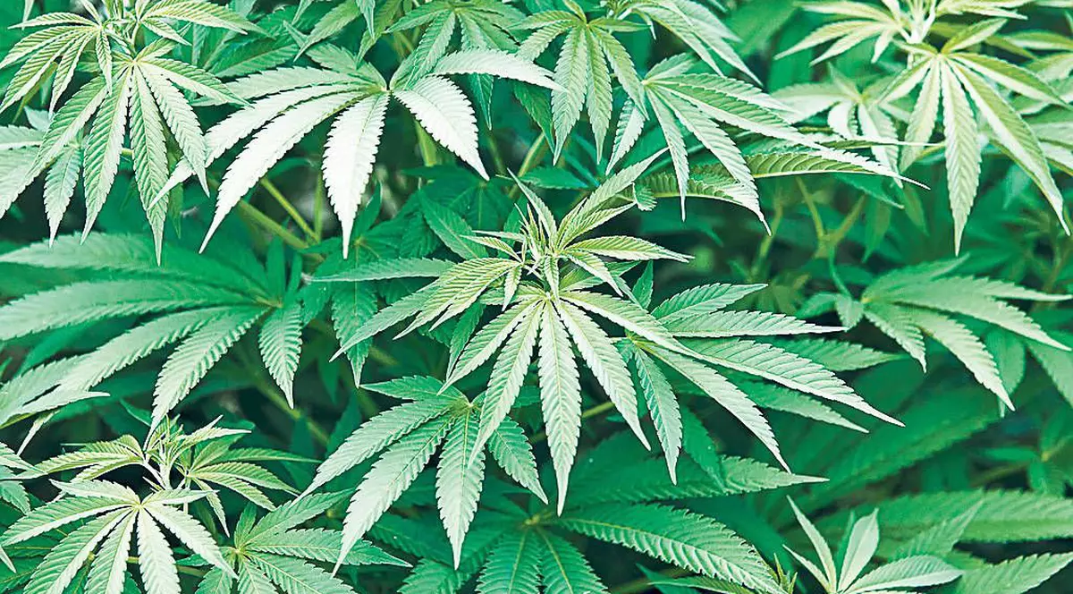 O turmă de oi a luat-o razna după ce a mâncat canabis