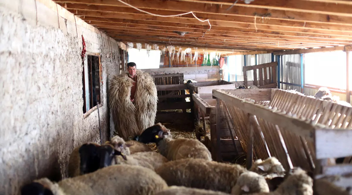 Mioriţa cu pedigree întărâtă ciobanii!