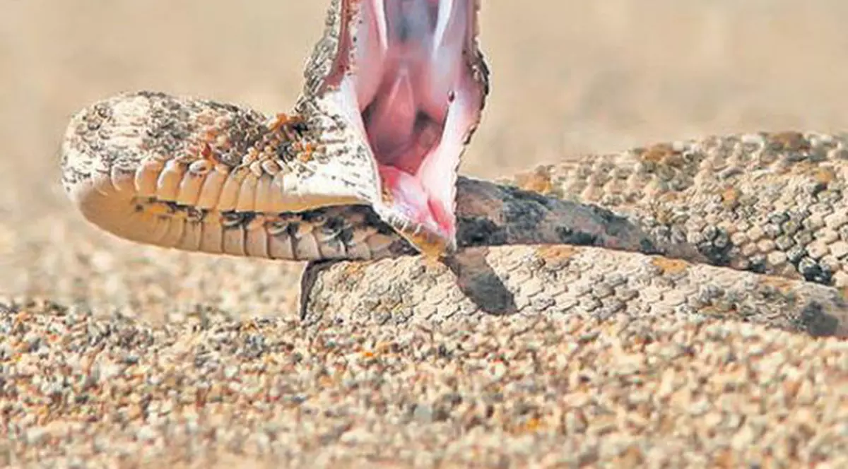 mușcat de o viperă