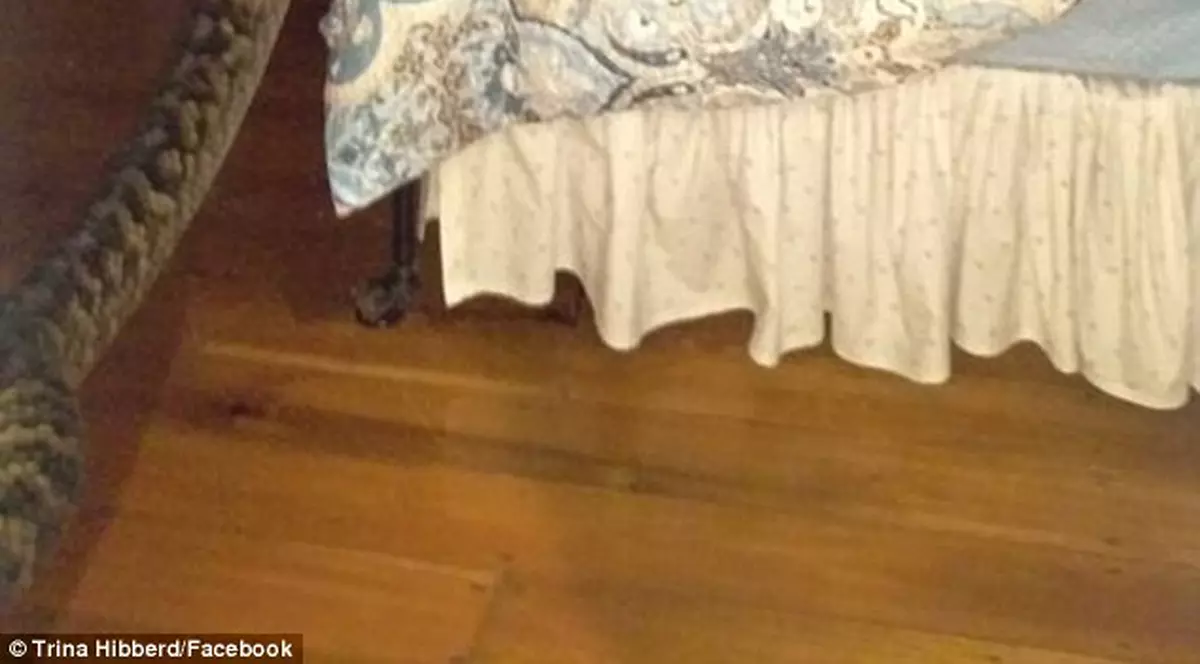 A fost la un pas de infarct. O femeie s-a trezit cu un piton de 30 de kilograme în pat | VIDEO