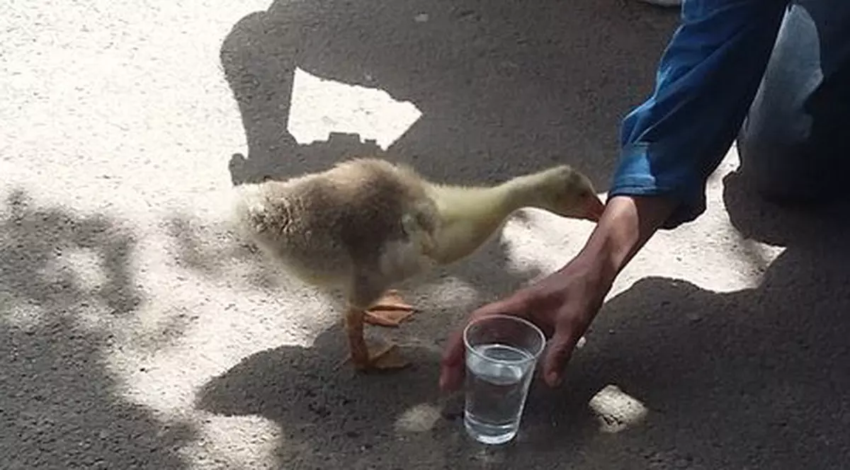 Boci Boci, rața animal de companie din Galați, scoasă la plimbare în ciuda caniculei de afară GALERIE FOTO