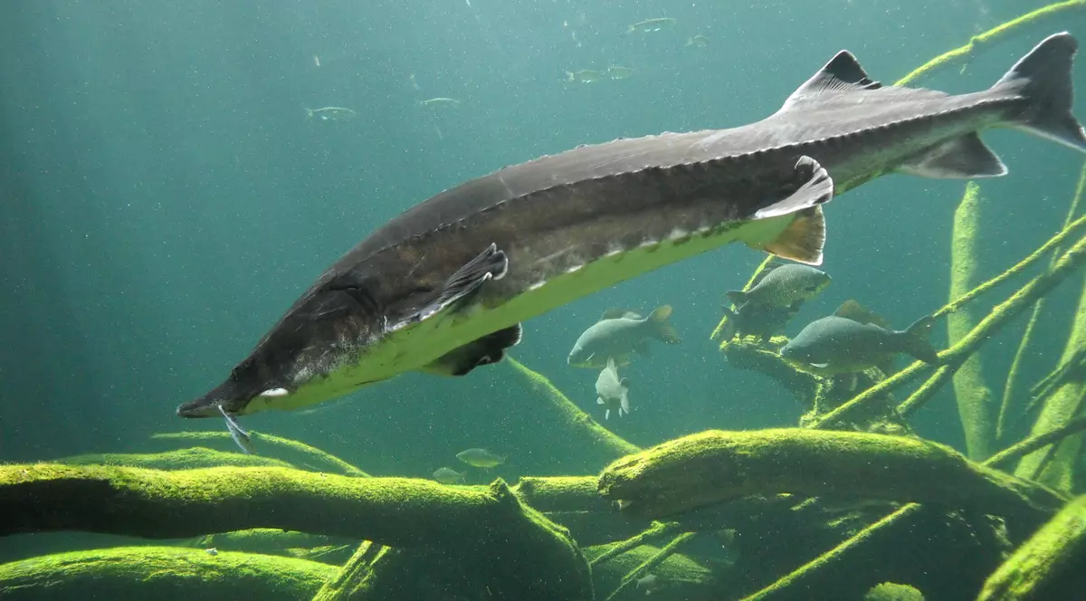 90% din populațiile de pești din râurile României a dispărut:  Braconajul electric a castrat peștii!