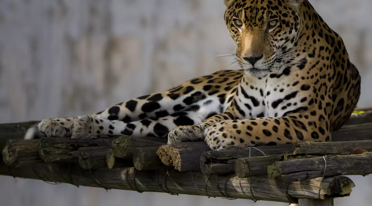 Jocurile Olimpice 2016: un jaguar a fost împușcat pentru că s-a agitat la trecerea flăcării olimpice