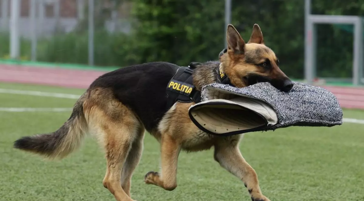 Câinele polițist Jake, scos la licitație pentru 200 de lei