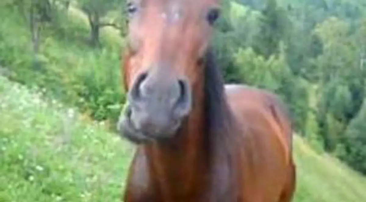 ȘOCANT! A murit după ce l-a mușcat un cal de gât