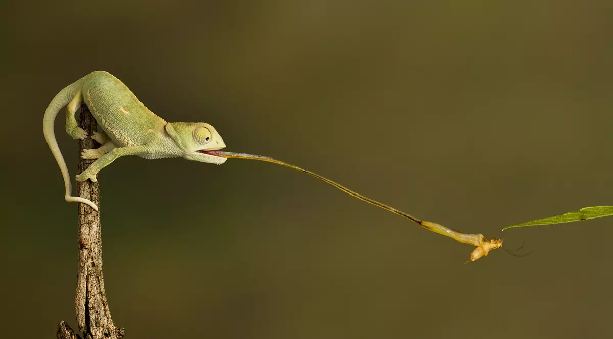 10 ciudățenii din lumea animalelor