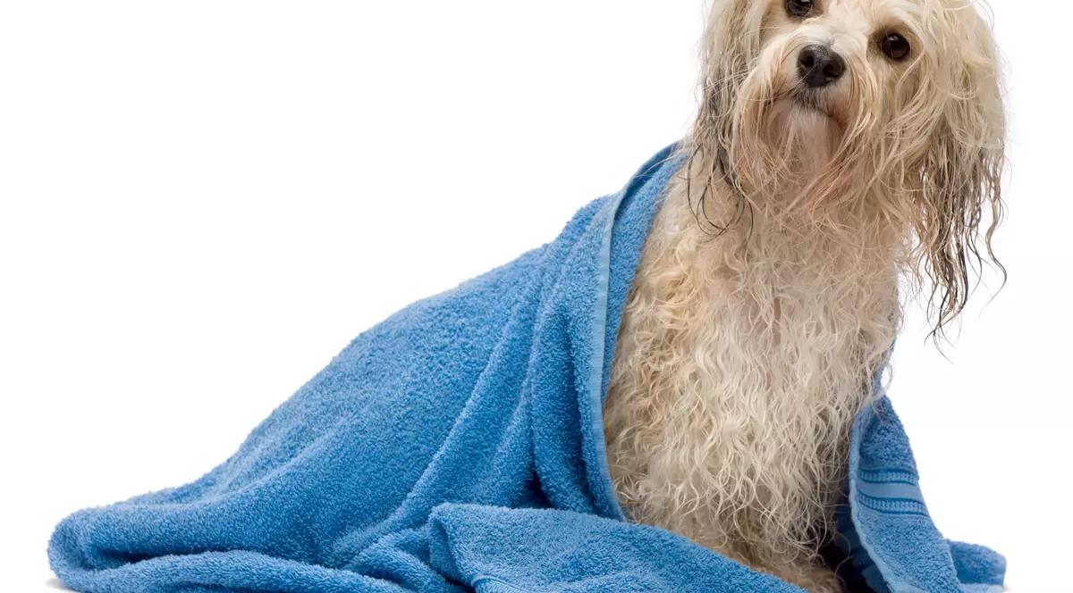 Fără fir de păr pe covor! Trucuri de succes de la iubitori de câini