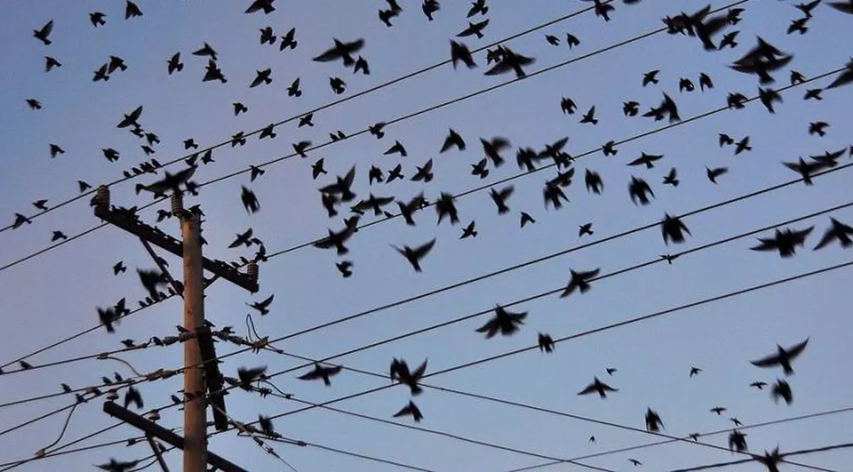 A ajuns la spital după ce l-au atacat ciorile