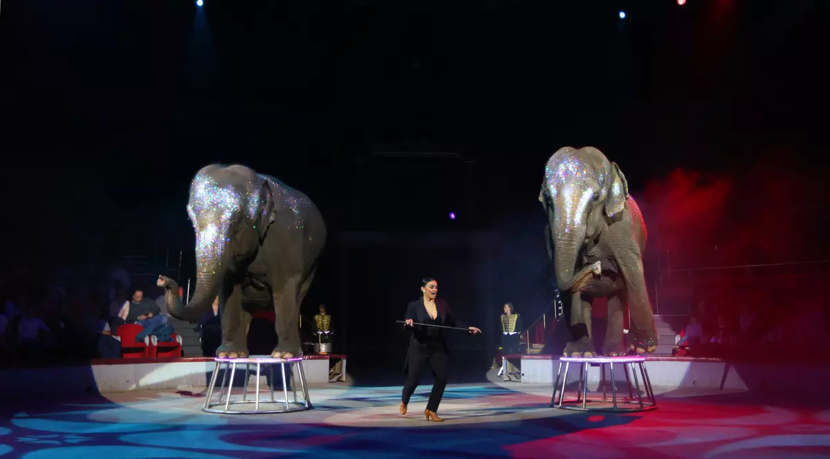 Dresura de animale ar putea fi interzisă la Circul Globus