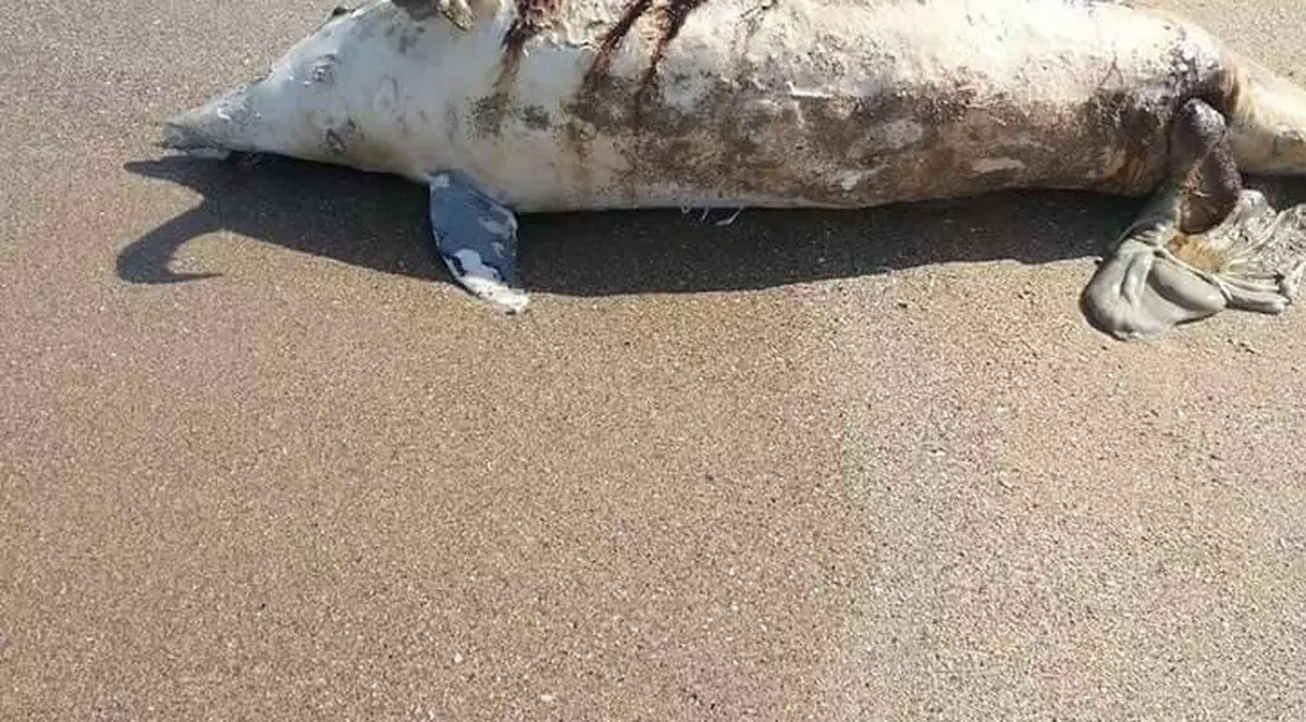 Un delfin a eșuat la malul mării, în Costinești | Era o femelă care abia născuse