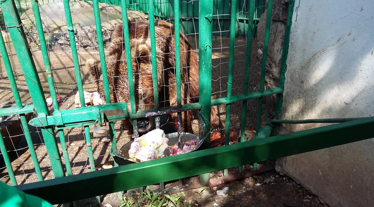 Mooor de cald! Urșii de la Zoo Galați, serviți cu înghețată pe caniculă