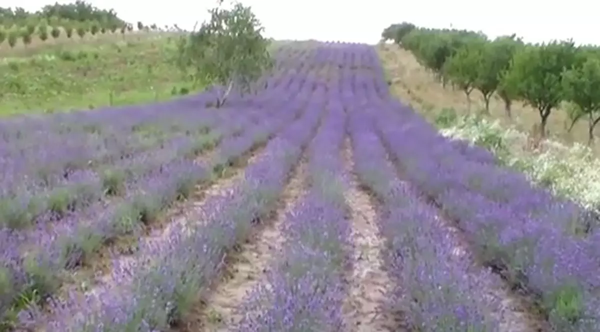 Mireasma “aurului mov” își croiește loc pe dealurile din Satu Mare și transformă zona într-o Provence de România