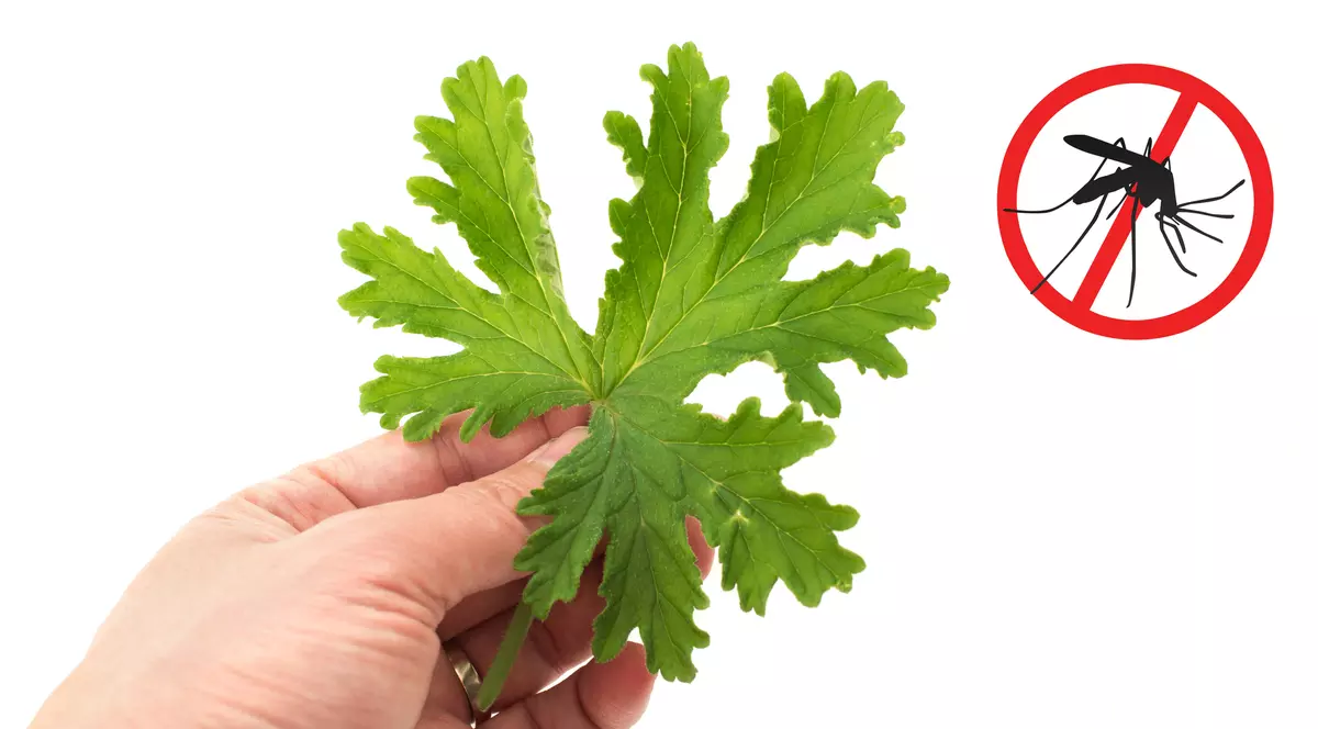 Se pregătesc de atac! Cum ridici o barieră naturală împotriva ţânţarilor