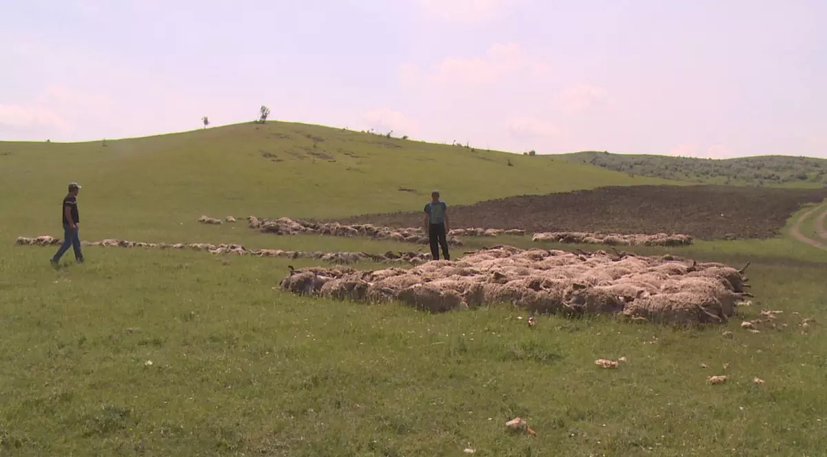 VASLUI: 400 de oi au murit după ce s-au aruncat într-o râpă ca să bea apă