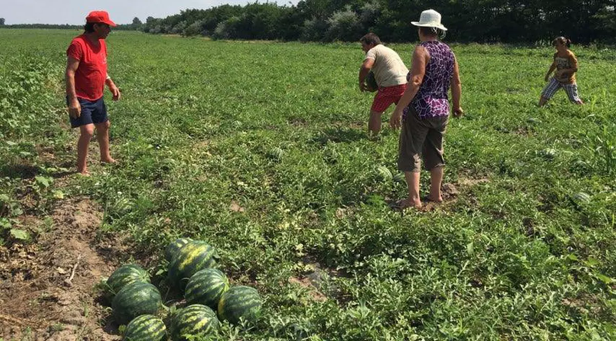 Recoltele au fost abandonate pe câmp