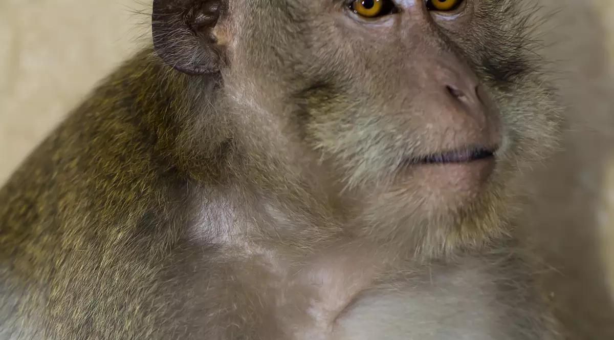 O maimuță a adoptat o pisică! Imagini adorabile