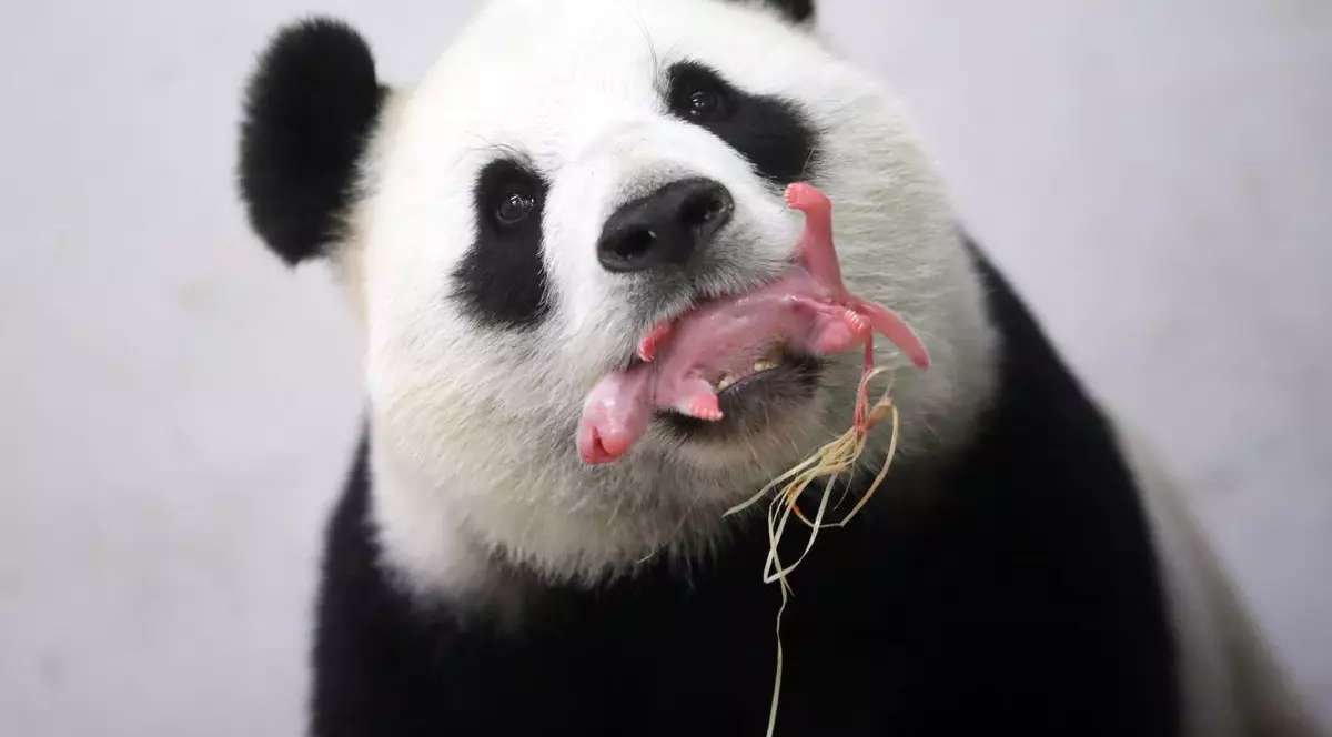 O femelă panda gigant a fătat. Puiuțul cântărește 170 de grame | FOTO