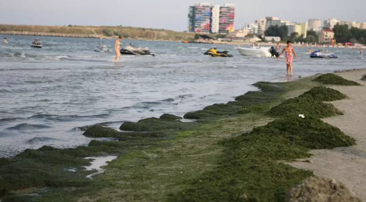 6.000 de tone de alge colectate de pe litoral