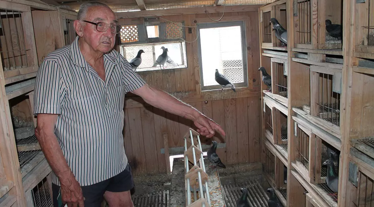 Cel mai bătrân columbofil din țară are 92 de ani! «Porumbeii călători se dezorientează din cauza antenelor GSM»