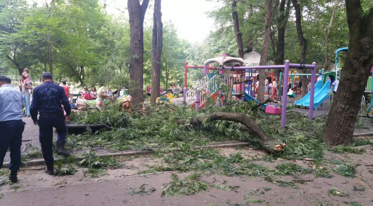 Avizele de toaletarea și defrișare ale arborilor din Capitală, disponibile pe site-ul  PMB