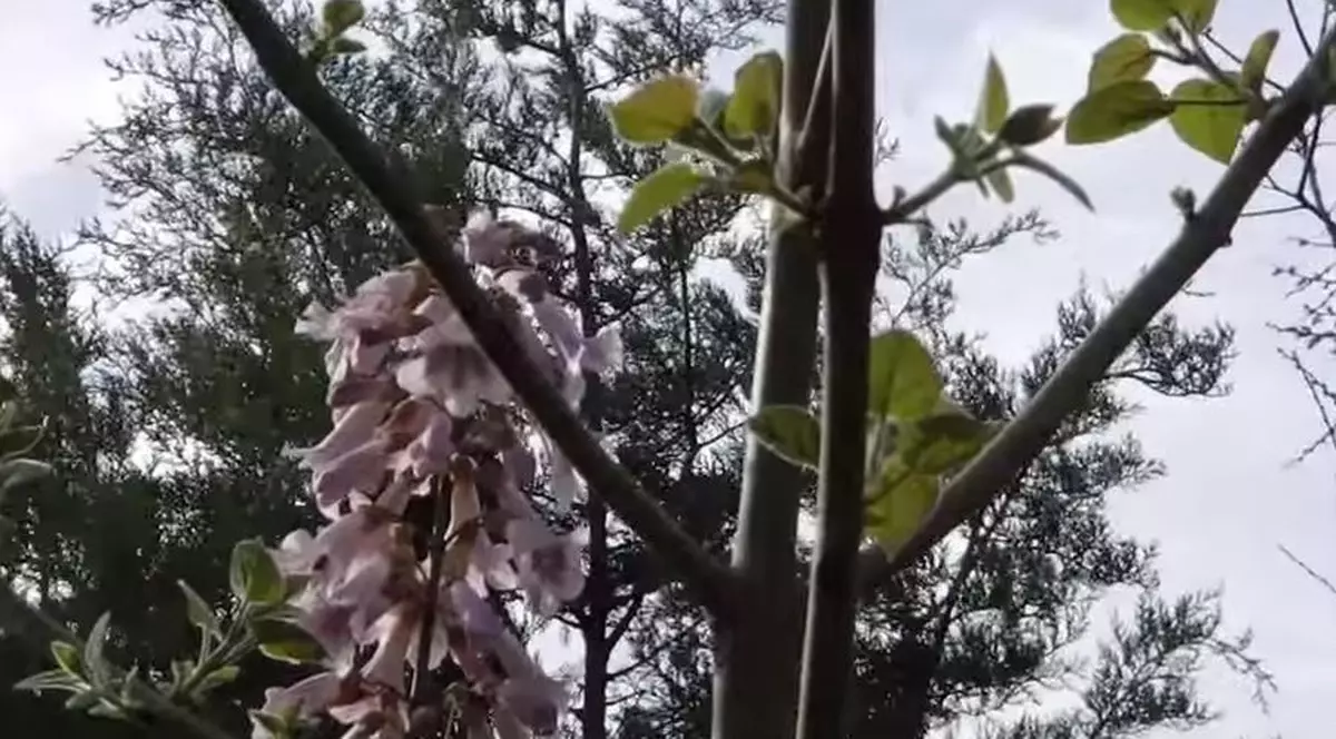 Copacul care a intrat în Cartea Recordurilor. Crește într-un an cât alții în zece | VIDEO