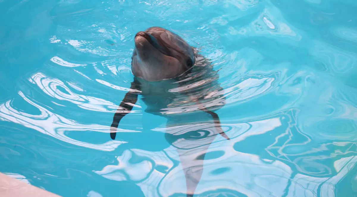 Un delfin se joacă cu un câine pe plaja din Eforie. A venit spre mal fără să se sperie