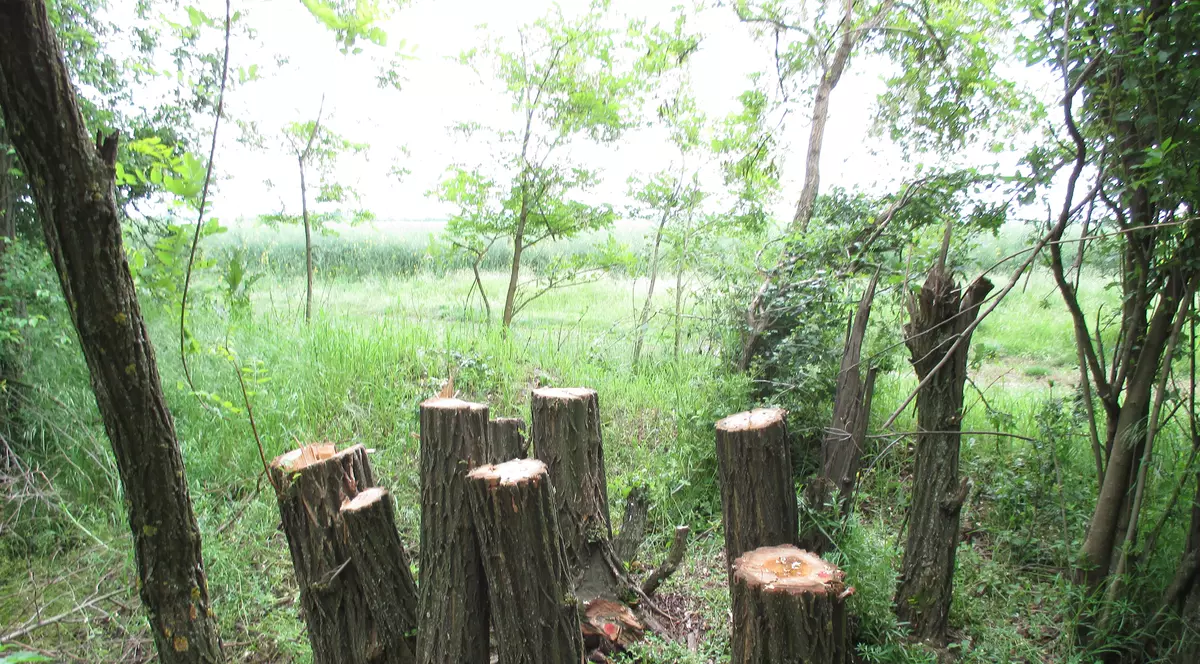 EXCLUSIV. Un pădurar, despre jaful din codrii României: ”I-am prins cu drujba în copac și mi-au râs în nas”