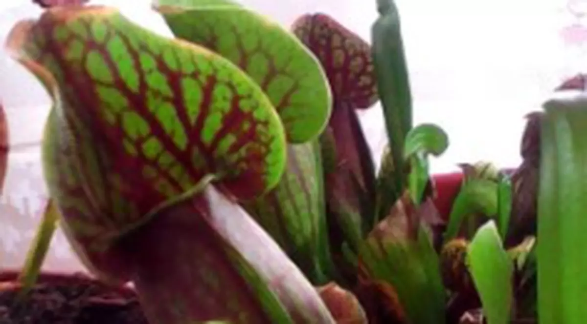 10 plante care nu necesita multa ingrijire. Numai bune pentru persoanele ocupate