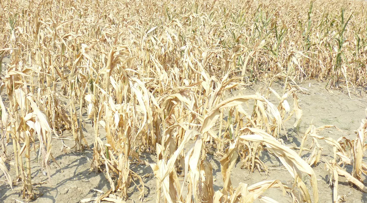 Schimbările climatice ne-au tăiat 10% din mâncare!