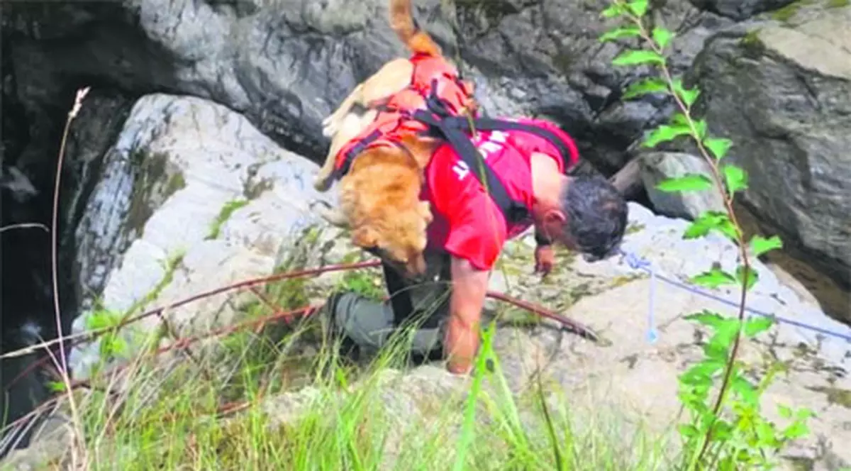 Misiune specială în Munții Făgăraș! Salvamontiștii au scos un cățel blocat între stânci
