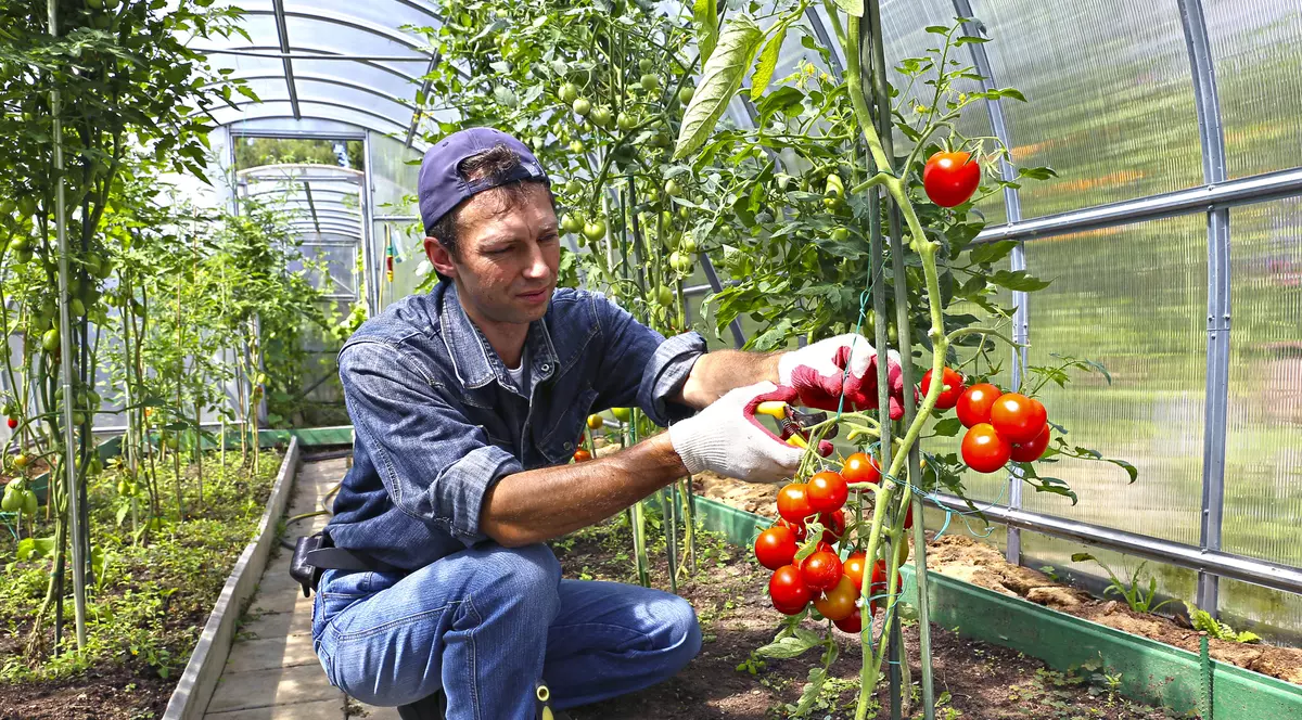 Construiește-ți o afacere profitabilă! Seră de legume, cu fonduri europene