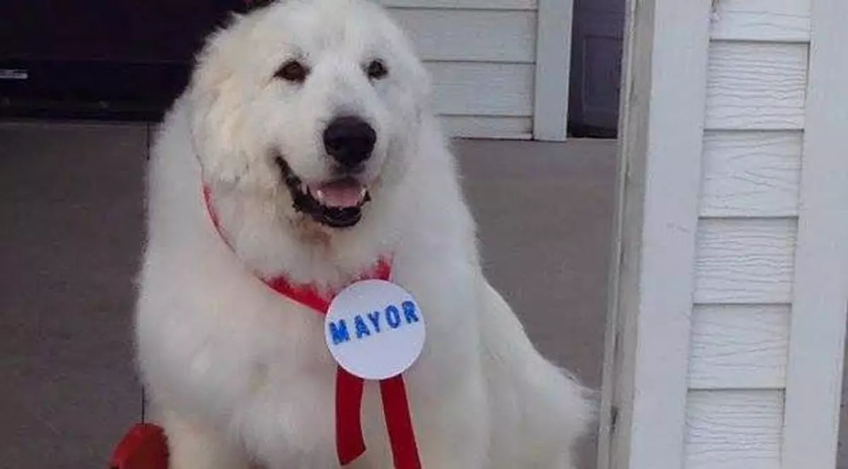 Cățelul-primar a câștigat un nou mandat. A candidat împotriva iubitei sale, Lassie