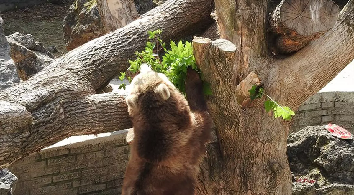 L-au împușcat pe Baloo! Slovacii sunt supărați pe îngrijitorii unei grădini zoologice care au ucis un urs