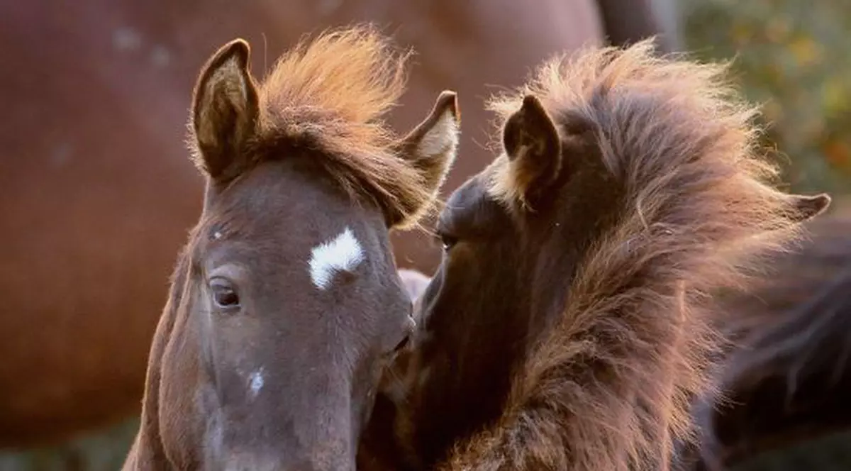 Cai maltrataţi în plină stradă de proprietari. Polițiștii au intervenit de urgență