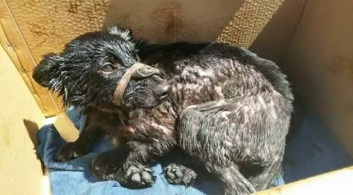 FOTO | Cutremurător! Un cățel a fost salvat dintr-o groapă plină cu smoală