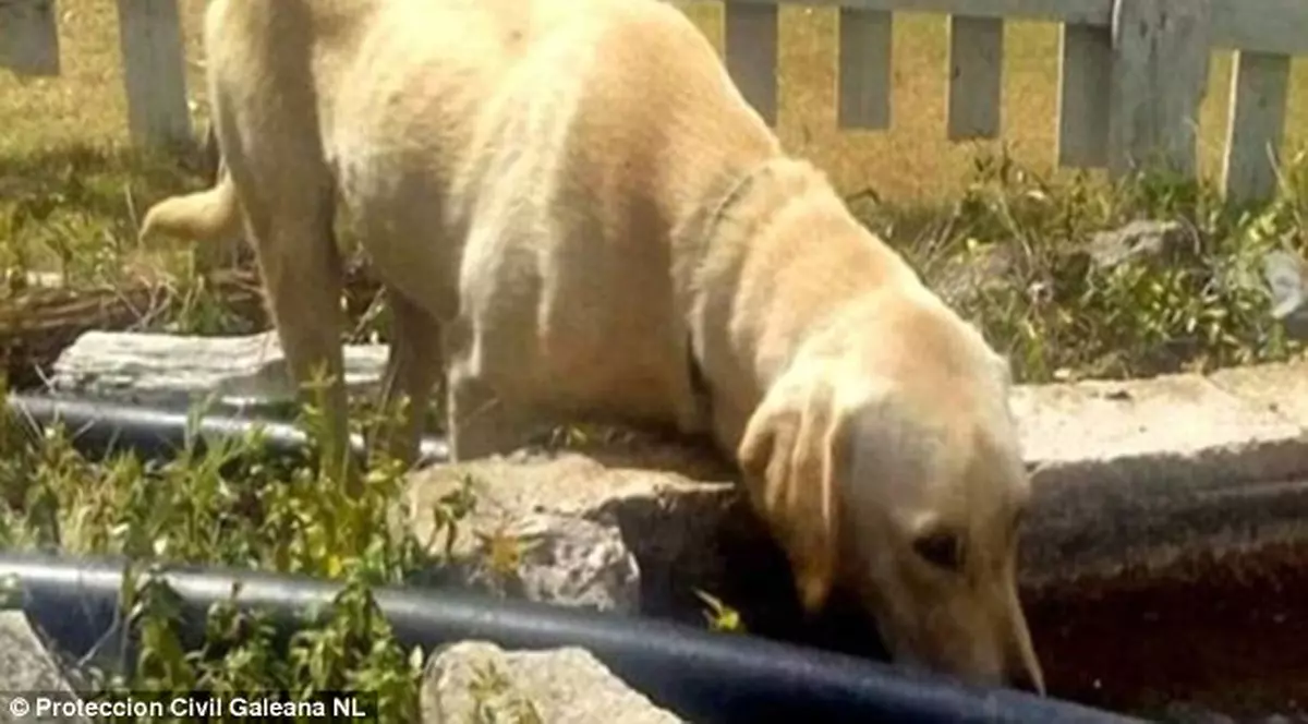 Un cățel i-a salvat viața unui băiat, rătăcit în pădure! L-a păzit și l-a încălzit timp de 44 de ore