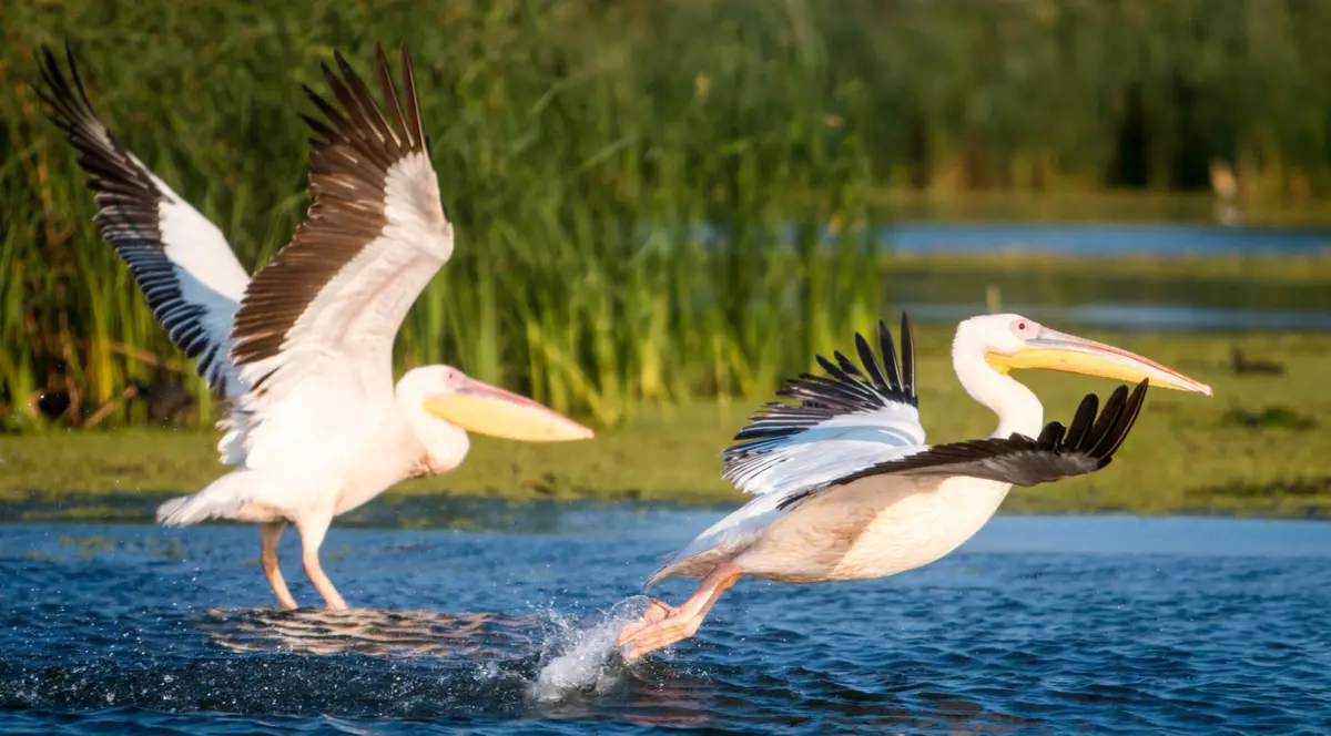 (P) Delta Dunării, singura rezervație a biosferei din lume