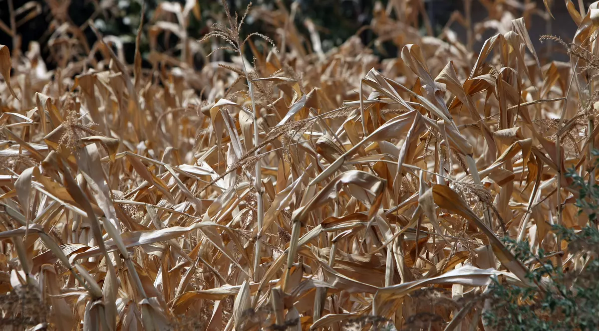 Seceta a distrus porumbul și floarea soarelui: ”Acum plângem după sistemul de irigații distrus în anii '90!”