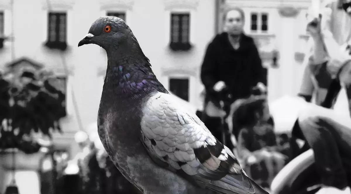 Să mai şi râdem... cu bancurile zilei | Care-i asemănarea dintre politicieni şi porumbei?