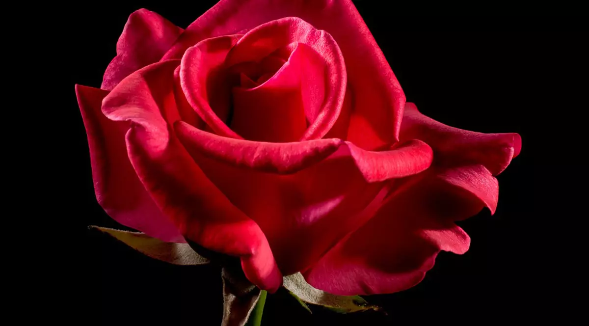 Un trandafir cumpărat unei fetițe a adus lacrimi în ochii unui bărbat