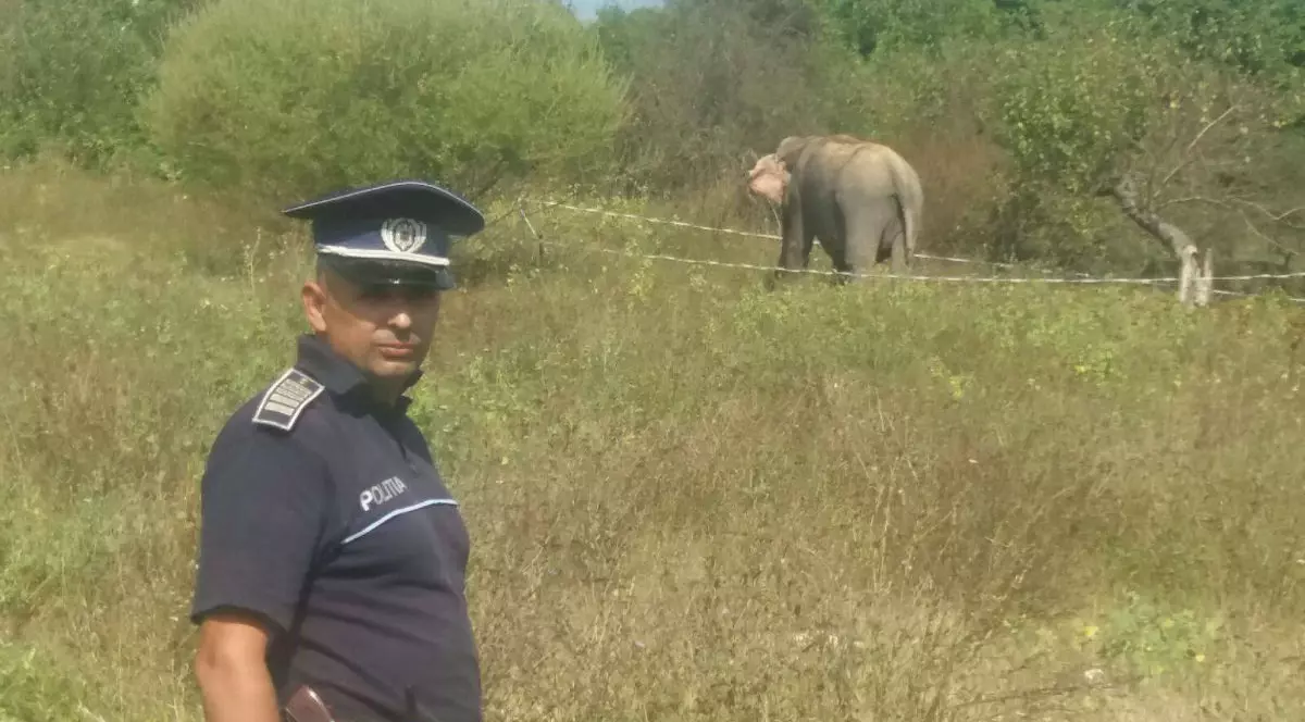 Un elefant a scăpat de la circ (Foto: Facebook/Poliția Română)