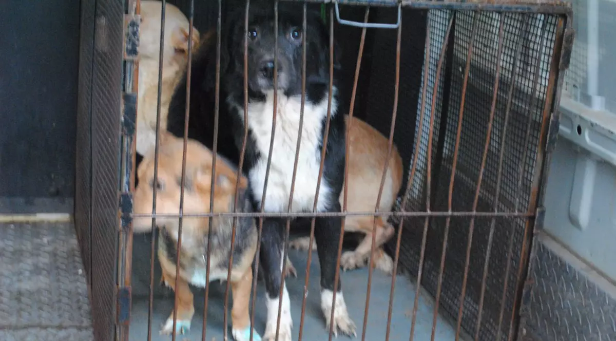 violența împotriva animalelor, în formă agravantă, se pedepsește cu închisoare de până la 7 ani