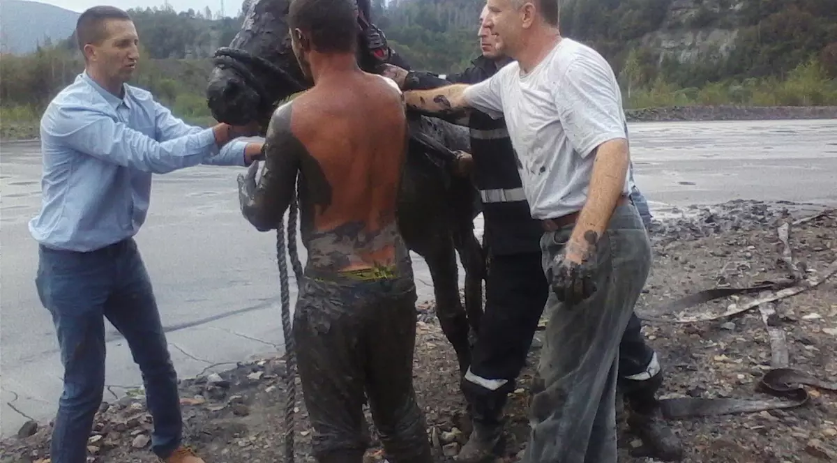 Cai folosiți în terapia copiilor cu sindrom Down, salvați de pompierii din Petroșani GALERIE FOTO