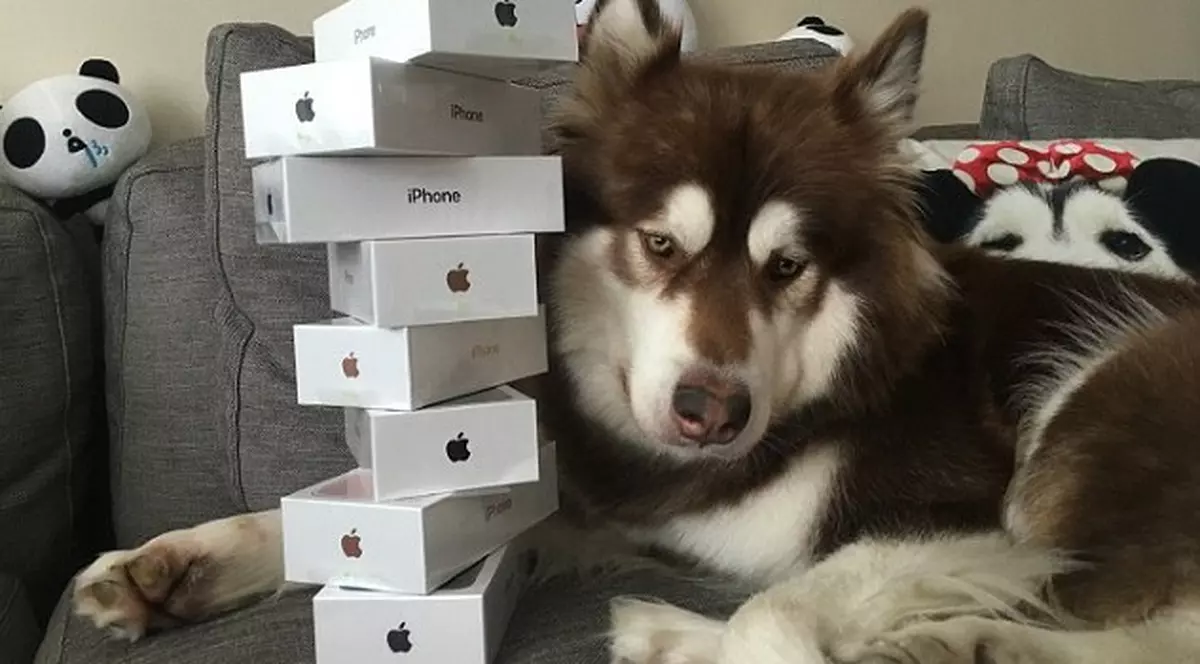 Fiul unui miliardar chinez i-a cumpărat câinelui său șapte telefoane iPhone 7