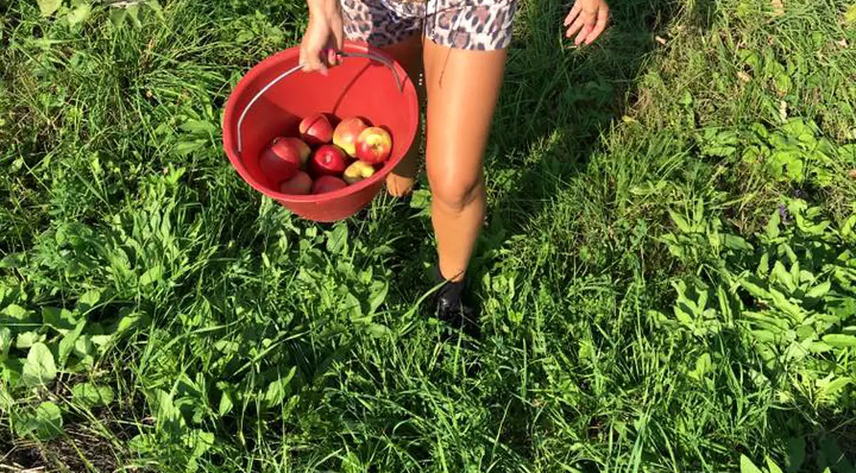Elena Udrea a cules mere și s-a dat cu tractorul. Cum s-a pozat în livada unui prieten apropiat / FOTO